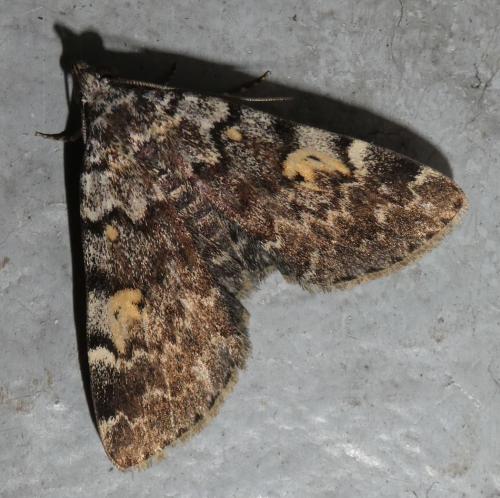 Idia calvaria